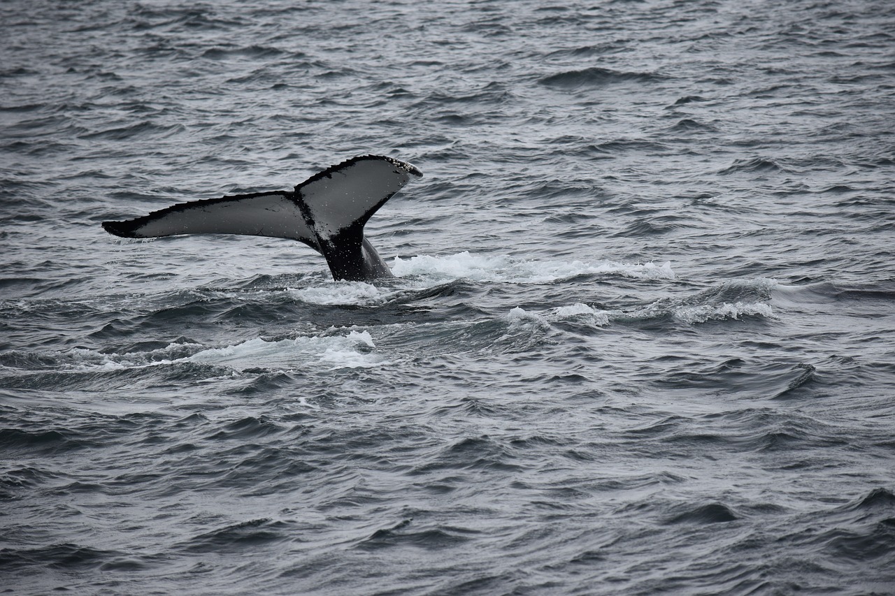 The Ultimate Guide to Whale Watching in Monterey Bay